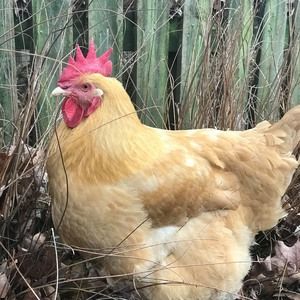 Meet your Posher, Robbin